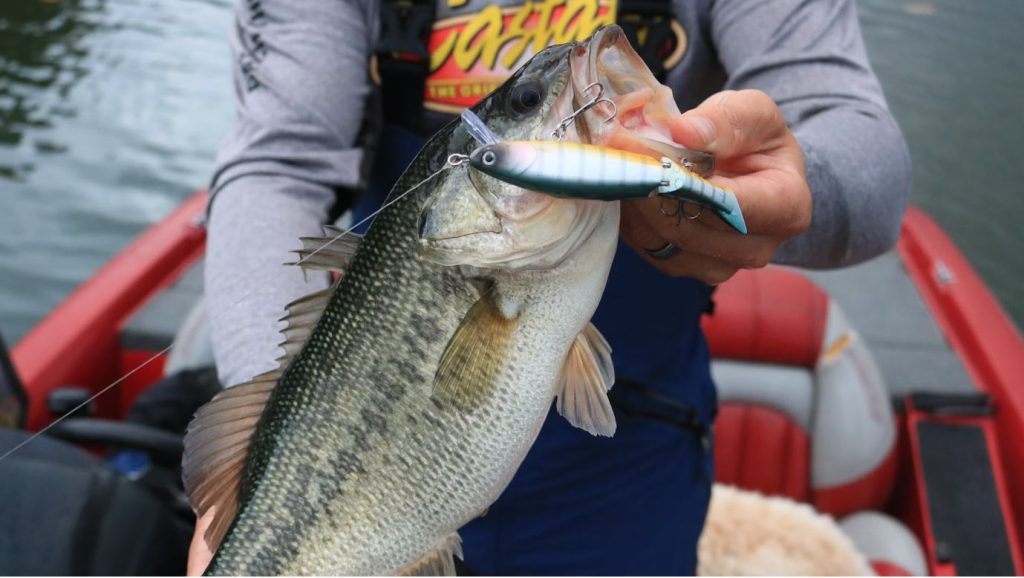 A person holding a largemouth bass: bass fishing lures