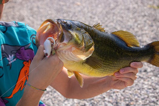 pexels-photo-13740880-13740880 Spring Bass Fishing